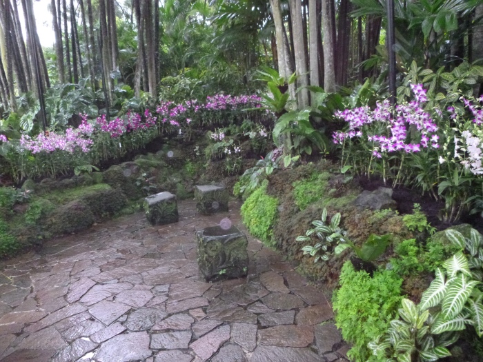 20141206-111632-Singapore-Botanic-Gardens-PJ1757.JPG