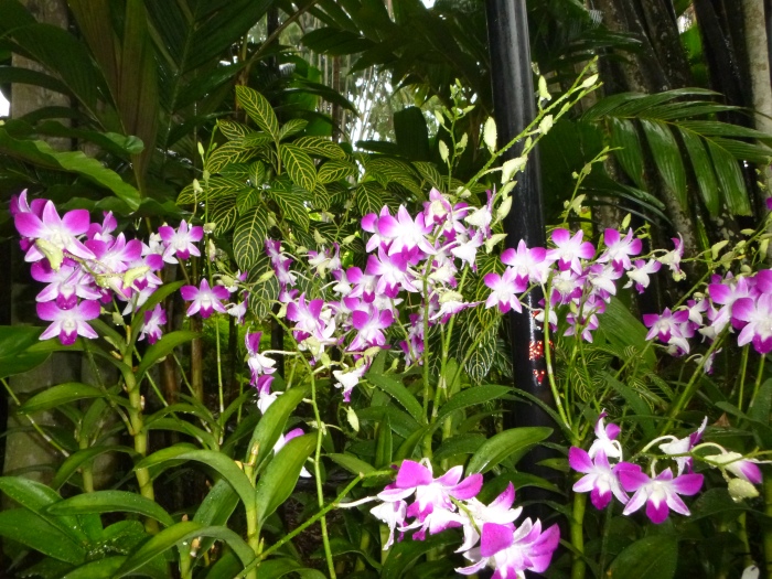 20141206-111652-Singapore-Botanic-Gardens-PJ1759.JPG