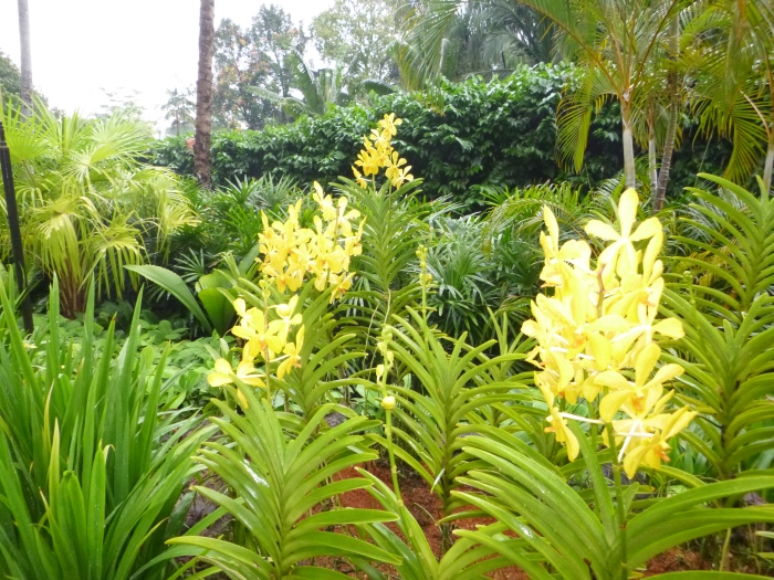 20141206-111806-Singapore-Botanic-Gardens-PJ1767.JPG