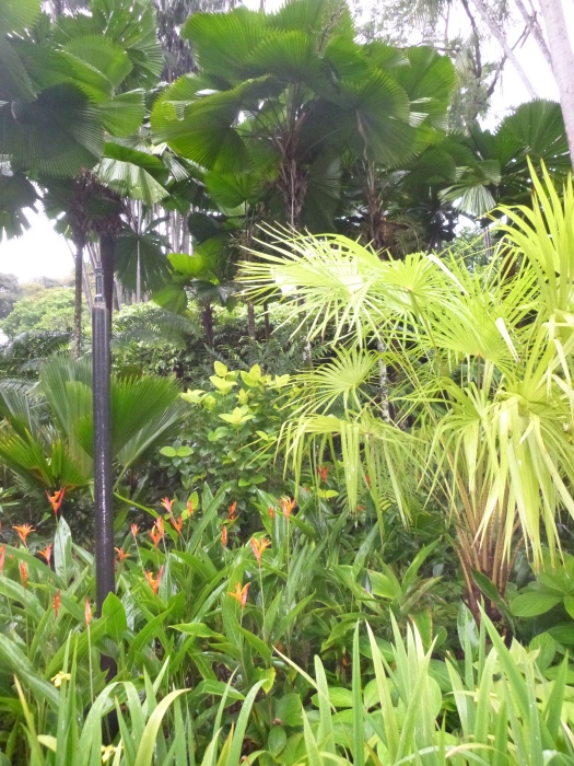 20141206-111936-Singapore-Botanic-Gardens-PJ1768.JPG