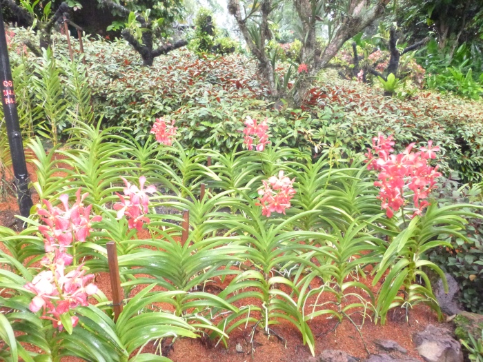 20141206-112112-Singapore-Botanic-Gardens-PJ1771.JPG