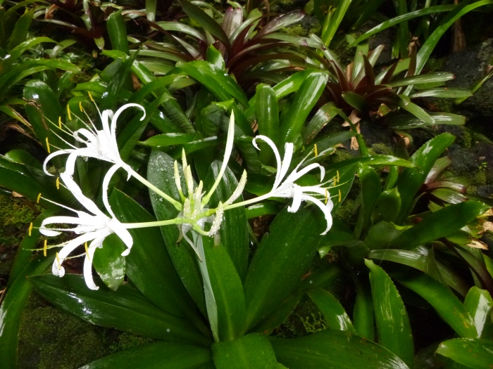 20141206-112728-Singapore-Botanic-Gardens-PJ1784.JPG