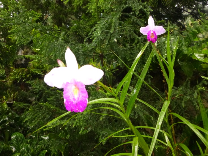 20141206-113802-Singapore-Botanic-Gardens-PJ1800.JPG