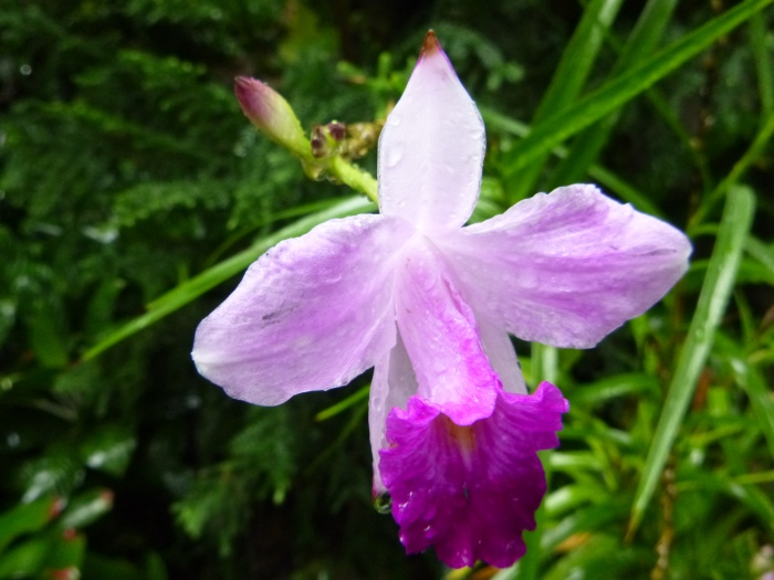 20141206-113832-Singapore-Botanic-Gardens-PJ1804.JPG