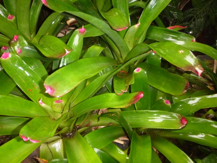 20141206-113844-Singapore-Botanic-Gardens-PJ1805.JPG