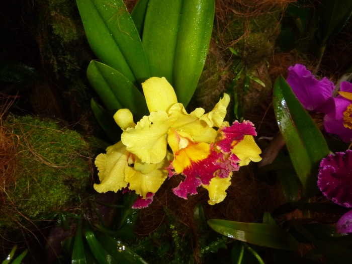 20141206-114202-Singapore-Botanic-Gardens-PJ1807.JPG