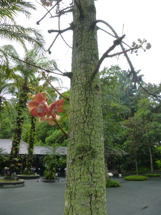 20141206-125810-Singapore-Botanic-Gardens-PJ1831.JPG