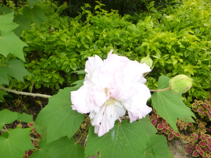 20141208-114732-Gardens-by-the-Bay-PJ1874.JPG