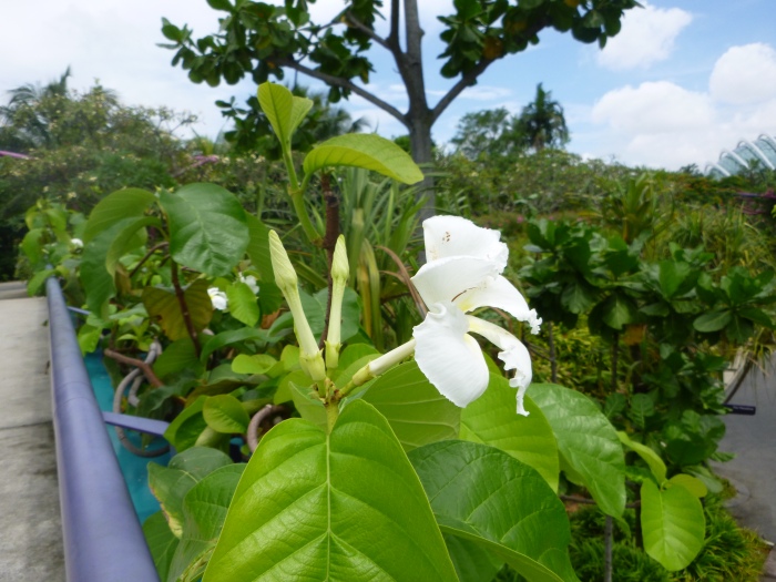 20141208-120346-Gardens-by-the-Bay-PJ1878.JPG