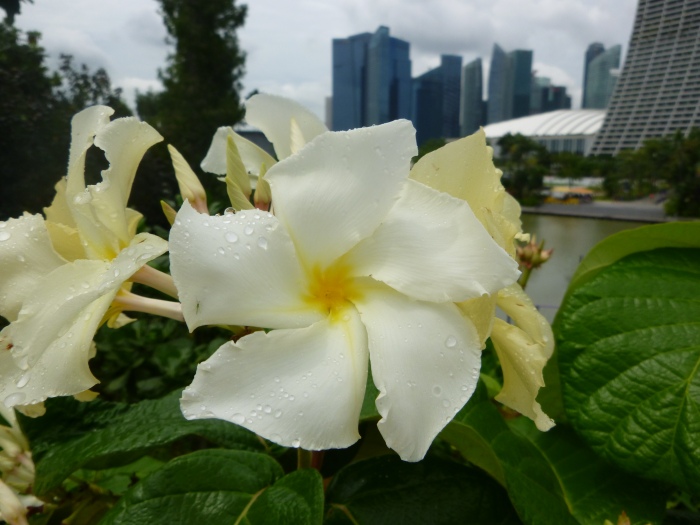 20141208-120420-Gardens-by-the-Bay-PJ1880.JPG
