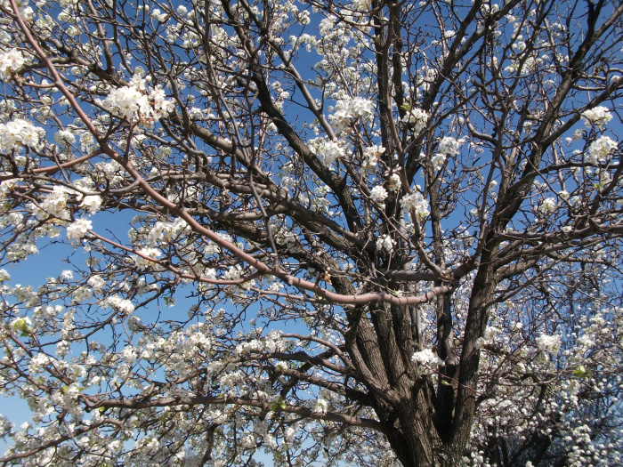 20100320-101310-Richmond-VA-FJ0302.jpg