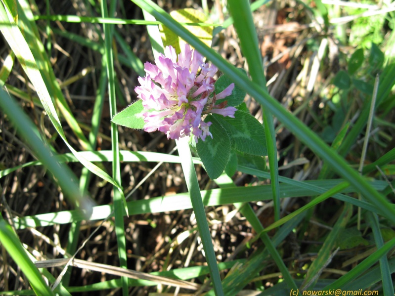 20111016-113422-Virginia-C22049.jpg