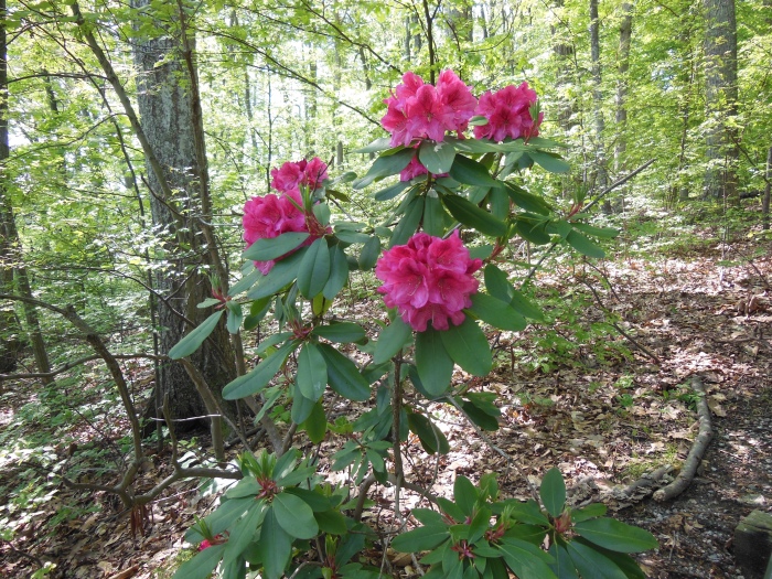 20130510-101012-University-of-Richmond-N1684.JPG