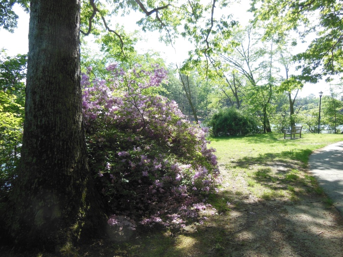 20130510-101146-University-of-Richmond-N1686.JPG
