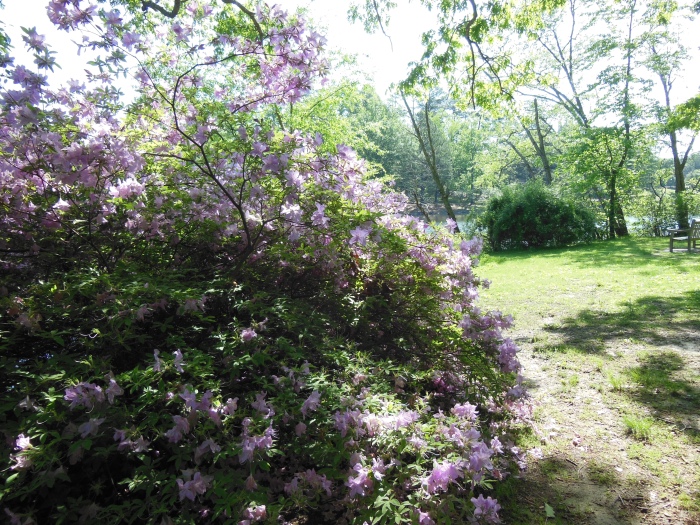 20130510-101222-University-of-Richmond-N1687.JPG