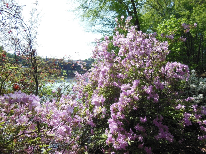 20130510-101412-University-of-Richmond-N1695.JPG