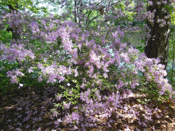 20130510-101626-University-of-Richmond-N1700.JPG