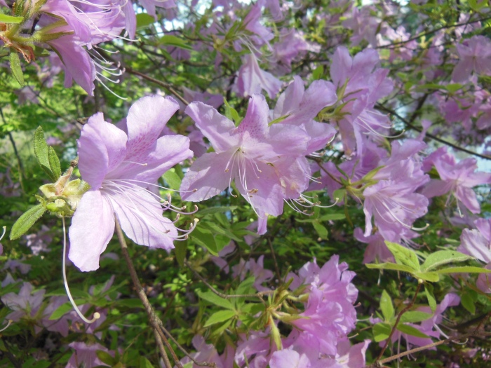 20130510-101638-University-of-Richmond-N1701.JPG