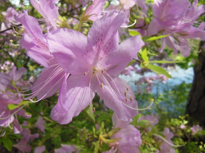 20130510-101648-University-of-Richmond-N1703.JPG