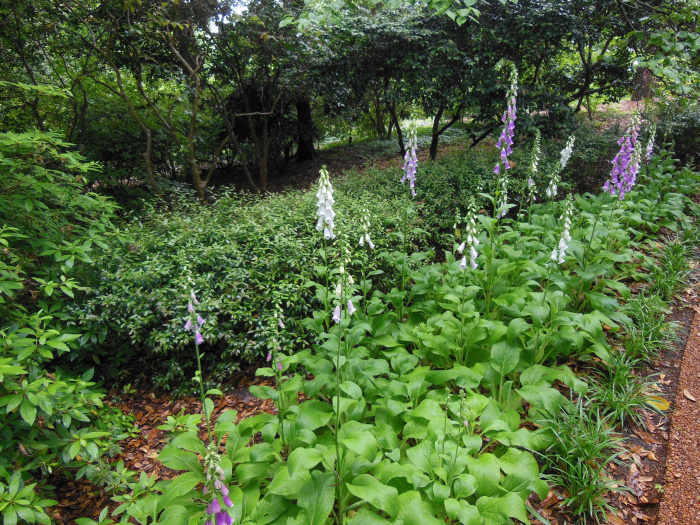 20130521-162000-Elizabeth-Garden-NC-N2210.JPG