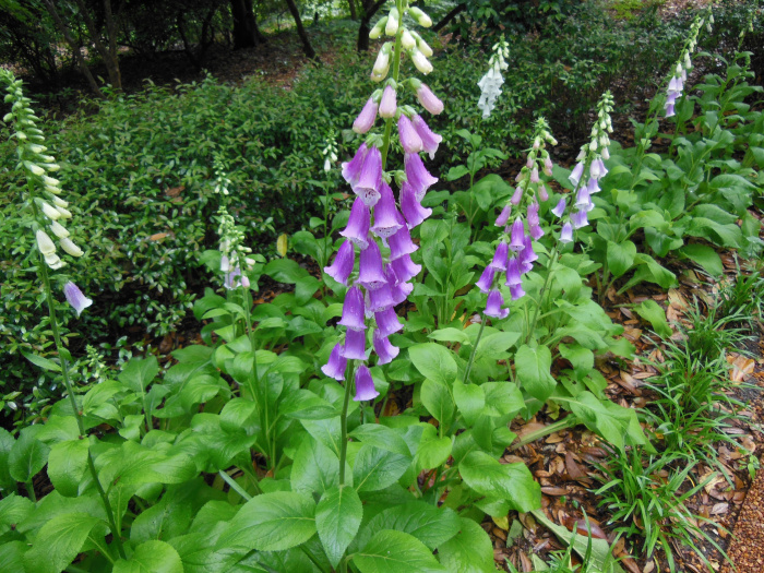 20130521-162010-Elizabeth-Garden-NC-N2211.JPG