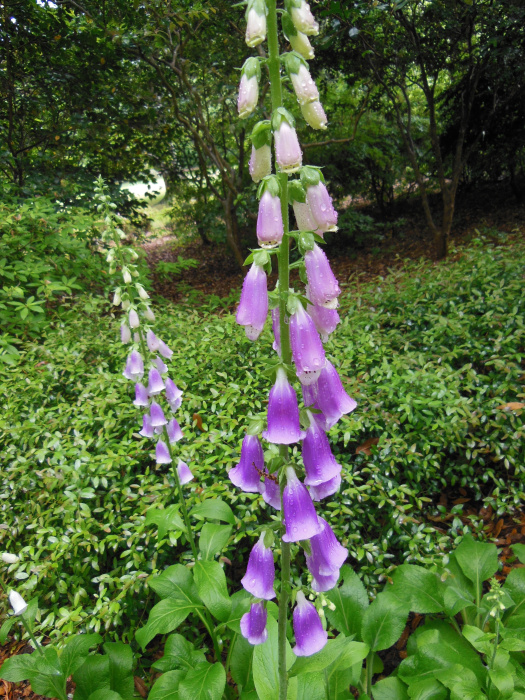 20130521-162014-Elizabeth-Garden-NC-N2212r.jpg