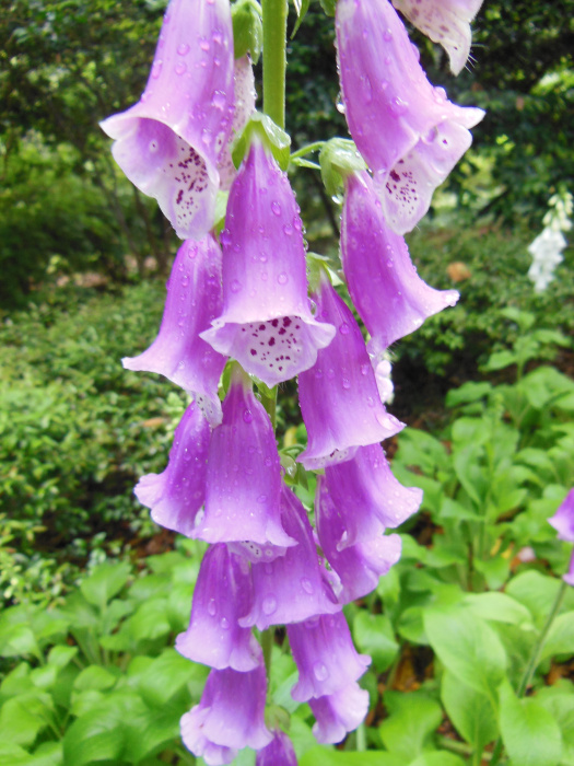 20130521-162024-Elizabeth-Garden-NC-N2213r.jpg