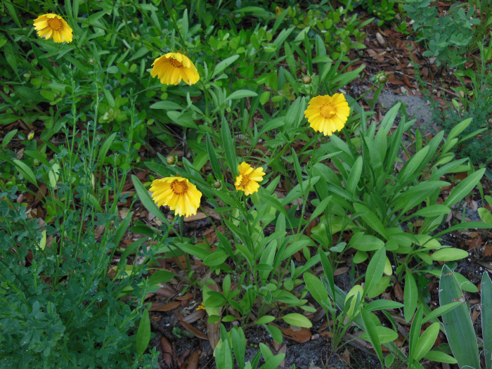 20130521-163748-Elizabeth-Garden-NC-N2256.JPG