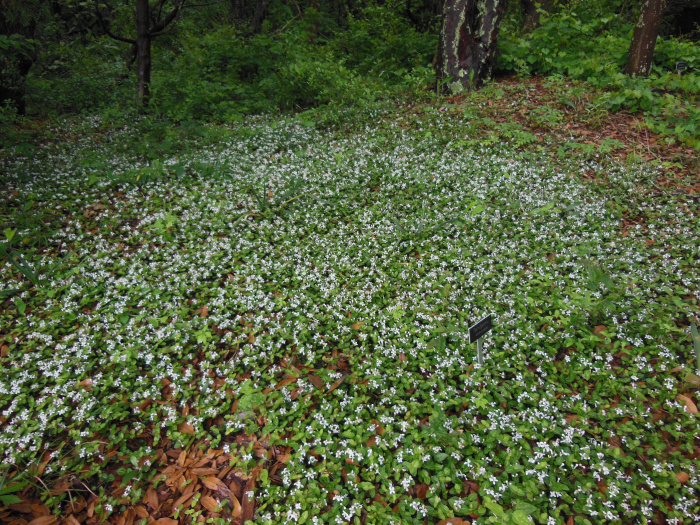 20130521-163850-Elizabeth-Garden-NC-N2259.JPG