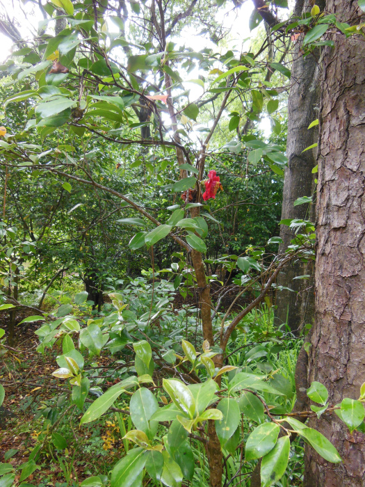 20130521-164648-Elizabeth-Garden-NC-N2262r.jpg