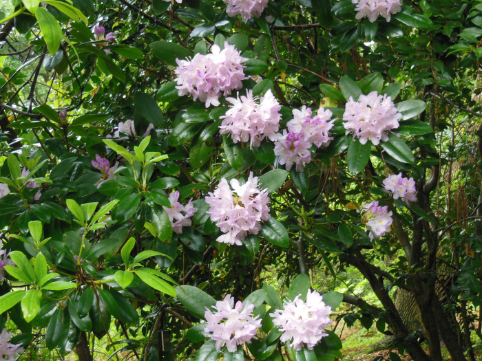 20130521-164844-Elizabeth-Garden-NC-N2263.JPG