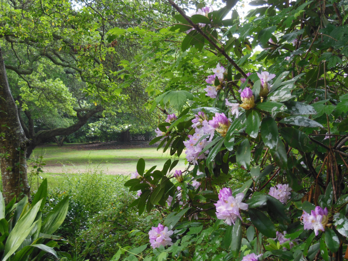 20130521-164850-Elizabeth-Garden-NC-N2264.JPG