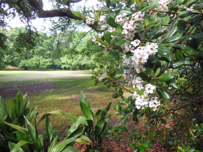 20130521-165156-Elizabeth-Garden-NC-N2278.JPG