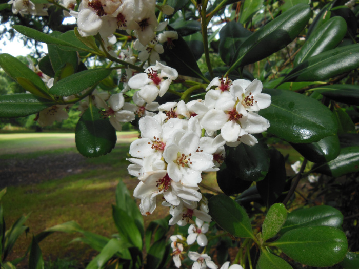 20130521-165206-Elizabeth-Garden-NC-N2279.JPG