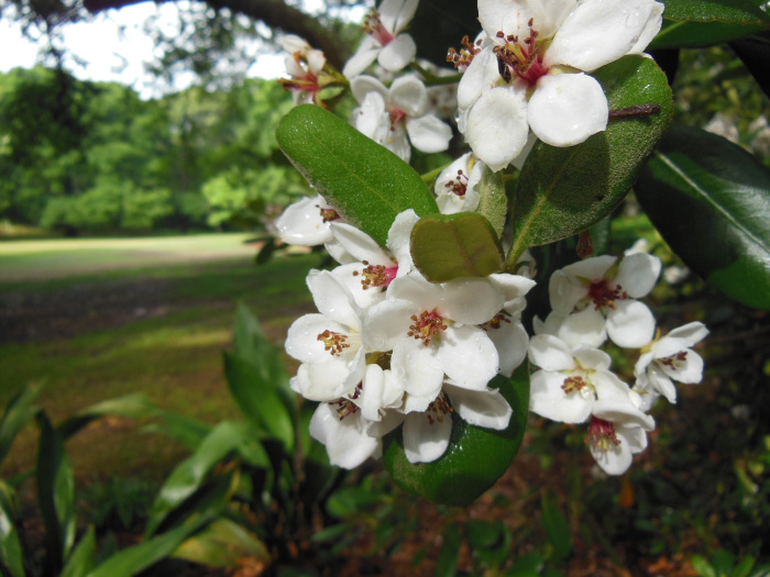 20130521-165216-Elizabeth-Garden-NC-N2282.JPG