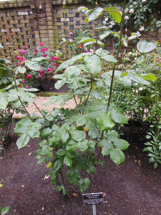 20130521-170540-Elizabeth-Garden-NC-N2293r.jpg