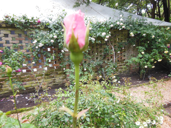 20130521-170616-Elizabeth-Garden-NC-N2295.JPG