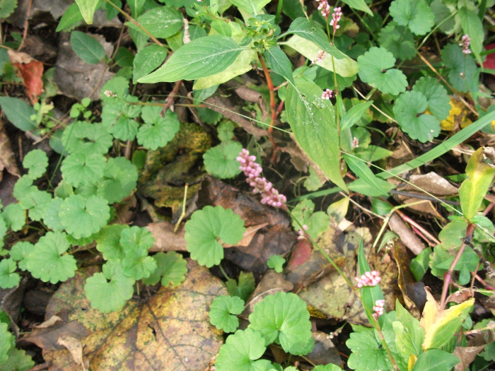 20111014-152152-James-River-FJ2293.jpg