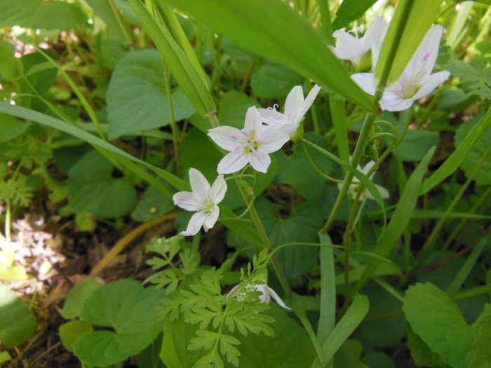 20140421-133510-James-River-VA-NJ6058.JPG