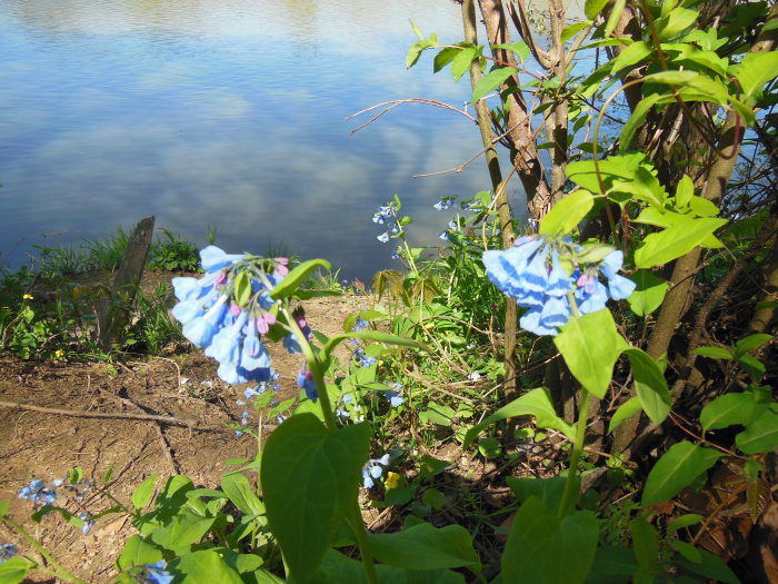 20140421-134532-James-River-VA-NJ6073.JPG