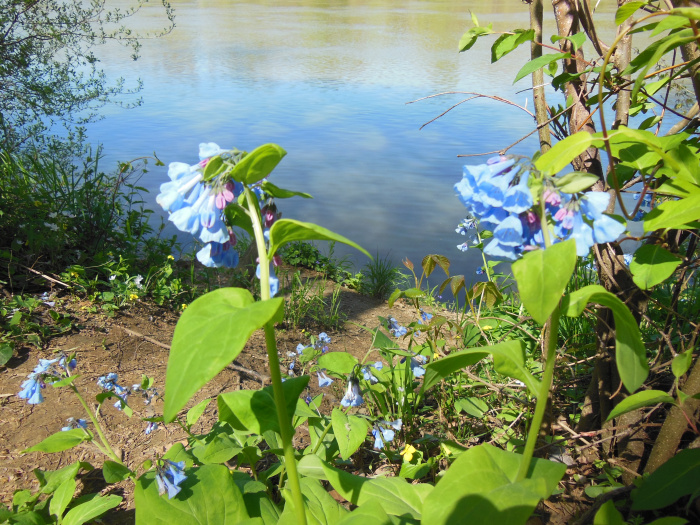 20140421-134556-James-River-VA-NJ6075.JPG