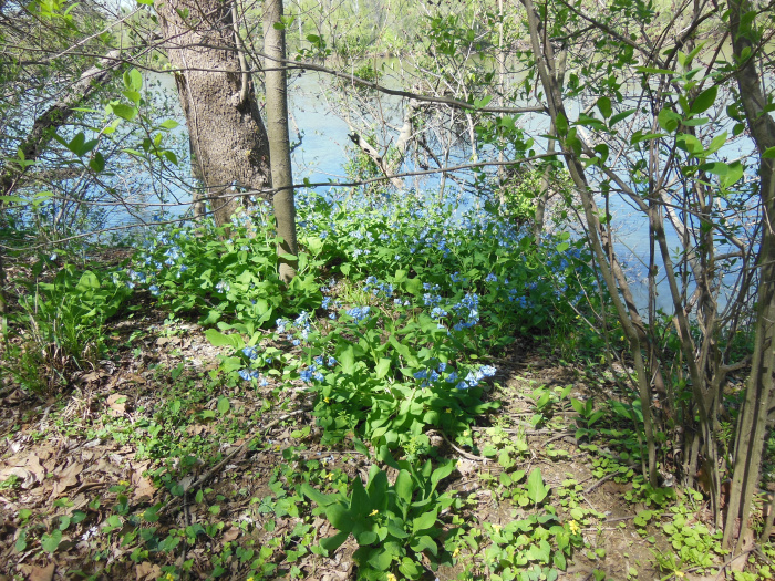 20140421-134706-James-River-VA-NJ6079.JPG