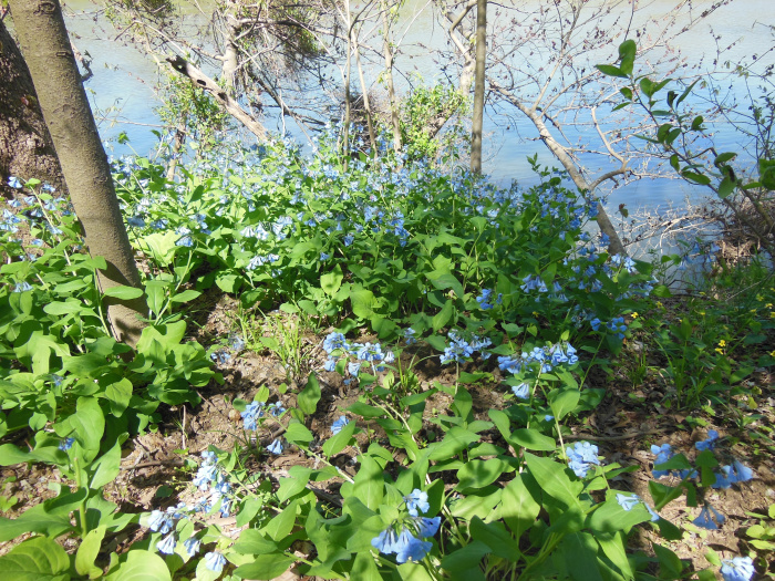 20140421-134718-James-River-VA-NJ6080.JPG