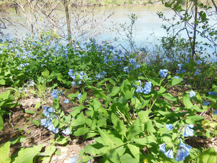 20140421-134724-James-River-VA-NJ6081.JPG
