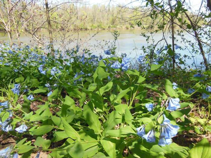 20140421-134728-James-River-VA-NJ6082.JPG