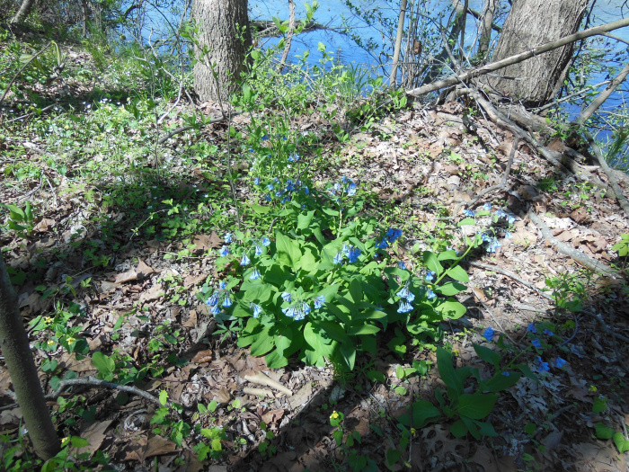 20140421-134740-James-River-VA-NJ6083.JPG