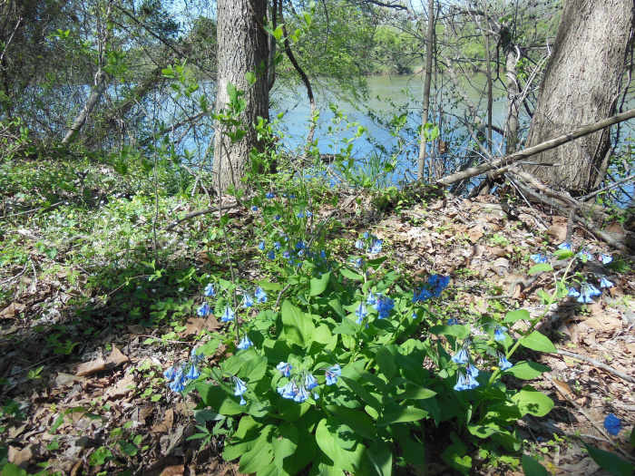 20140421-134742-James-River-VA-NJ6084.JPG