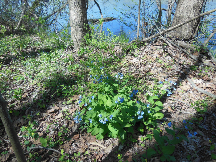 20140421-134746-James-River-VA-NJ6085.JPG