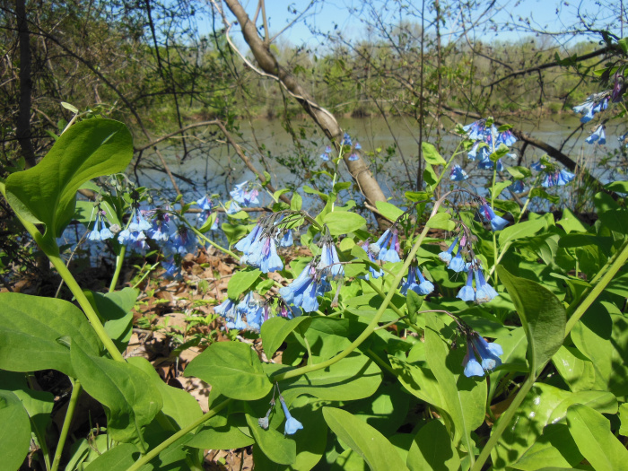20140421-134800-James-River-VA-NJ6086.JPG