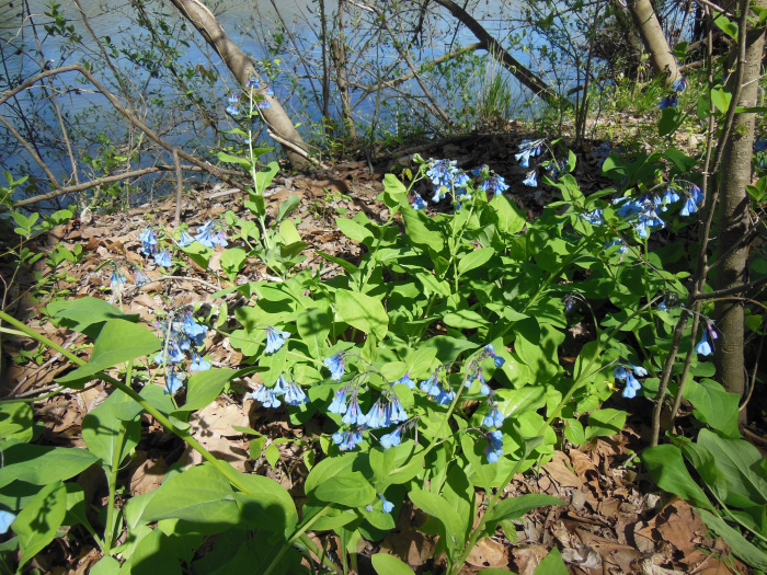 20140421-134804-James-River-VA-NJ6087.JPG